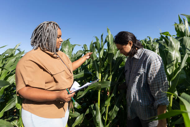 istock Black and japanese female engineers studying leaves in cornfields 1395804373