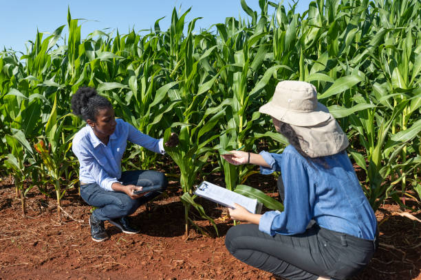 istock Black women agronomists studying leaves in cornfield 1395804398