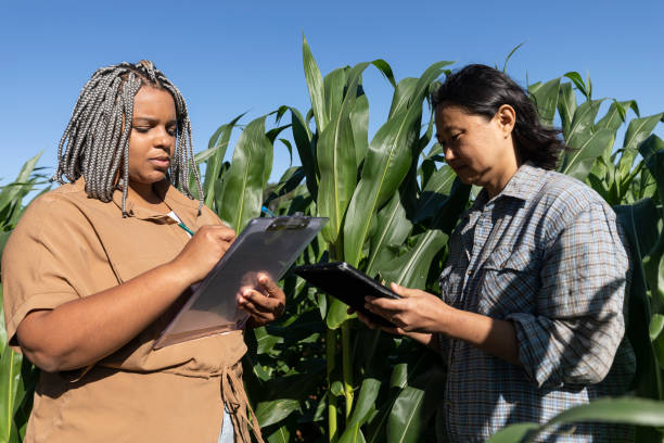 istock Black and japanese female engineers studying leaves in cornfields 1395804400
