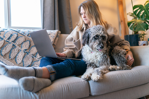 A cute mixed breed dog sits on the couch next to her owner while the woman works on a laptop computer. Selective focus on the dog's face.
