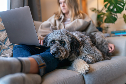 Cropped shot of a happy and relaxed mixed breed pet dog lying down on the sofa next to her owner who is a young woman working on a laptop computer. Selective focus on the dog's face.
