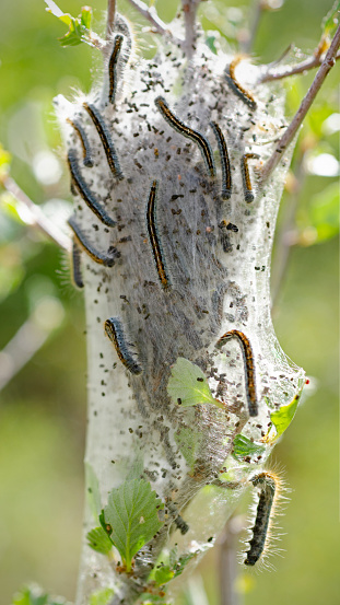 Web containing fall webworm larva, Hyphantria cunea, in the branches of a tree. Mesa Verde National Park, Colorado, USA.