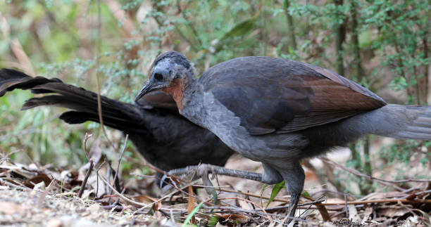 Lyrebird foraging in rural Australia, Gembrook Victoria. Lyrebird foraging in the Australian bush, one leg outstreatched closeup, with a second lyrebird in the background. superb lyrebird stock pictures, royalty-free photos & images