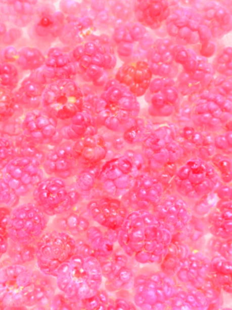 istock Raspberry background. Large, red, fresh, first-class berries of garden raspberries. Lots of raspberries. Common raspberry Rubus idaeus - semi-shrub, species of the genus Rubus of the family Rosaceae. 1395810205