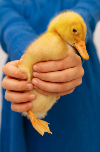 istock small yellow duckling in children's hands on blue background, selective focus 1395810611