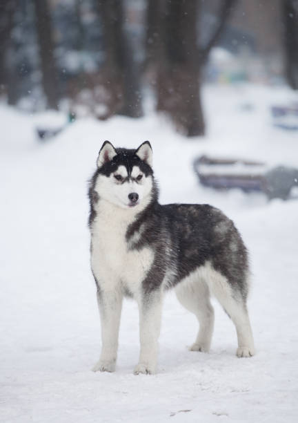 istock Beautiful siberian husky in a snowy park 1395810640