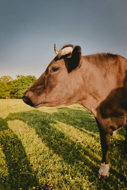 Texas longhorn Cow in the spring. Taken in East Texas. Canon R6