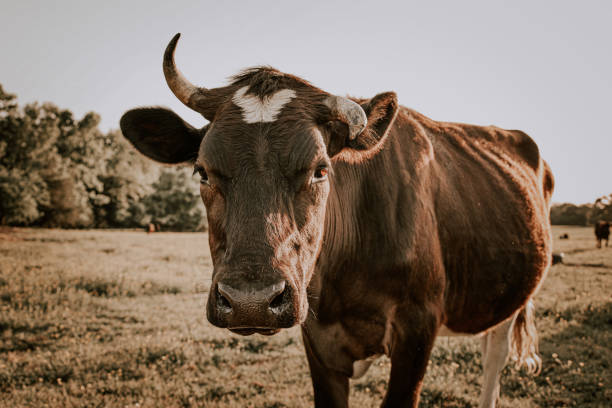 istock Texas longhorn in the Spring 1395810786