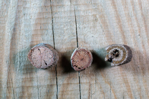 chinese medicine vine of Polygonum multiflorum （Fleece-flower root） on wooden table