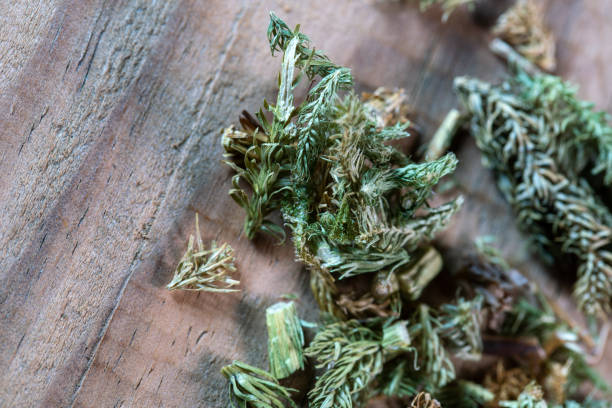 médecine chinoise herbe commune de mousse de club sur table en bois - clubmoss photos et images de collection