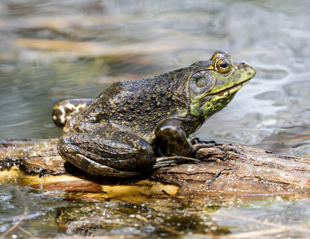 rana toro americana macho adulto sentado sobre el agua - rana toro americana fotografías e imágenes de stock