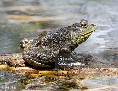 istock American Bullfrog adult male sitting above water 1395817783