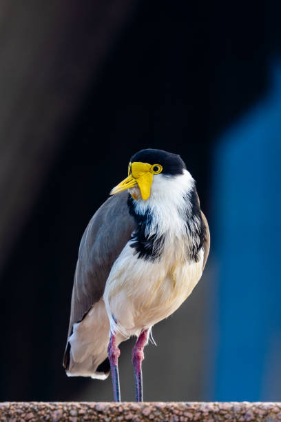 ラップウィング・バード・イン・ザ・シティ - wildlife australia wing cityscape ストックフォトと画像