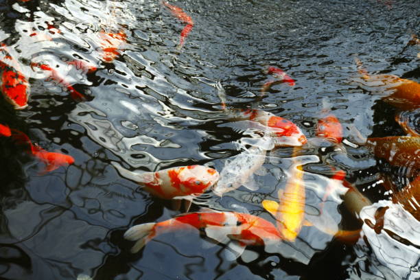 istock Goldfish in the pond 1395824381