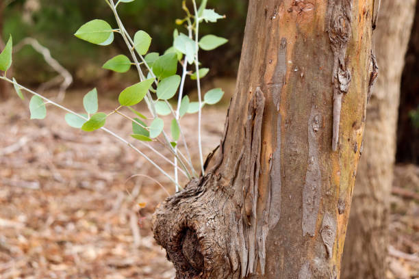 istock new growth leaves on eucalyptus tree trunk 1395825194