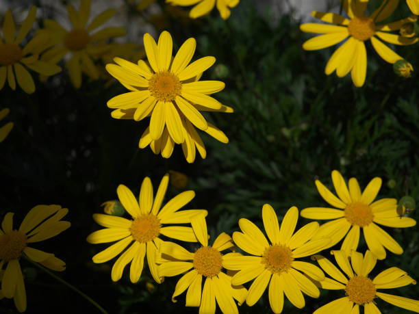 istock Yellow daisy in the sun 1395828979