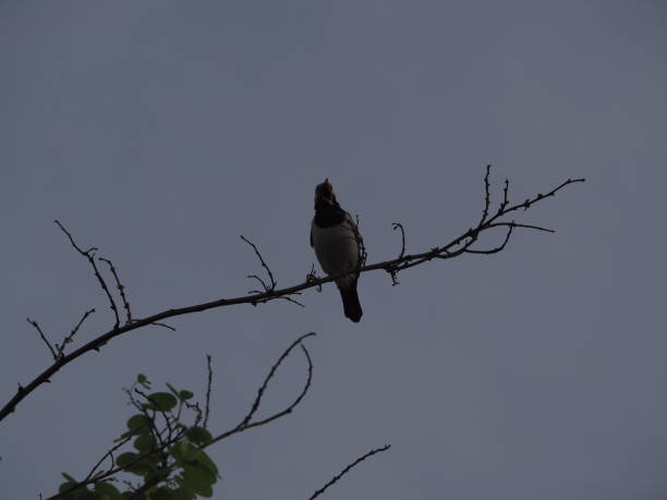istock black gray bird and gray white clouds sky 1395829831