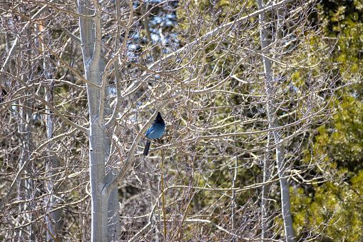 A Steller’s Jay perched on the branch of an Aspen tree at State Forest State Park in Northern Colorado in the Rocky Mountains