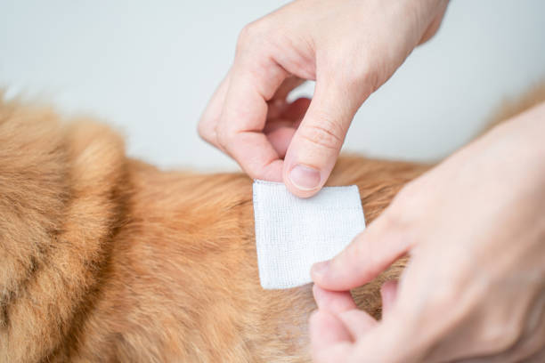 close-up benda di garza in mano donne che copre le ferite sulla schiena del gatto di zenzero per prevenire l'infezione e impedire ai gatti di leccare la ferita, trattamento e salute dell'animale domestico - kitten color image cute feline foto e immagini stock