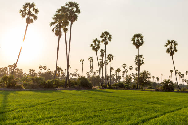 istock Rice field with sugar palm Sunset 1395832649