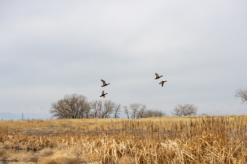 Four ducks fly over cattails on a cloudy day at a pond at Rocky Mountain Arsenal near Denver Colorado