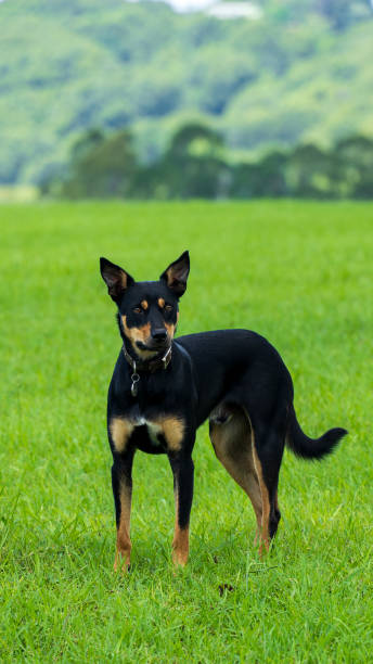 istock Australian Black And Tan Kelpie Dog In The Grass 1395834238