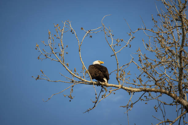 istock A bald eagle in Louisville 1395834572