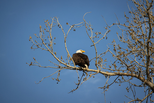 A bald eagle sits on a branch in Louisville Colorado