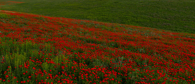 Field of poppies near Tortona, Alessandria province, Piedmont, Italy, at June