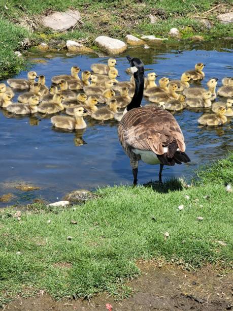 istock Gosling day care 1395835194