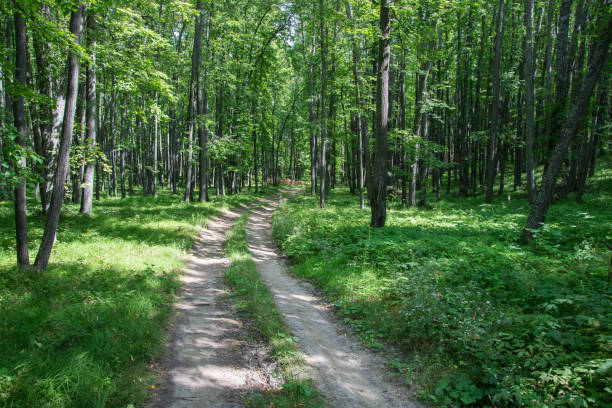 istock Dirt road through green dense rainforest. Russia 1395836411
