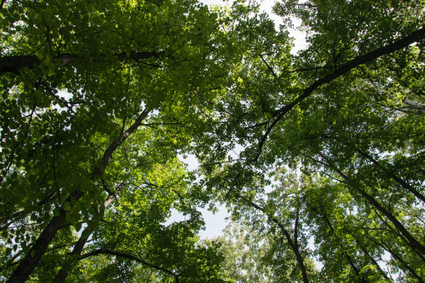 istock mixed green forest bottom point view, wildlife. 1395836417