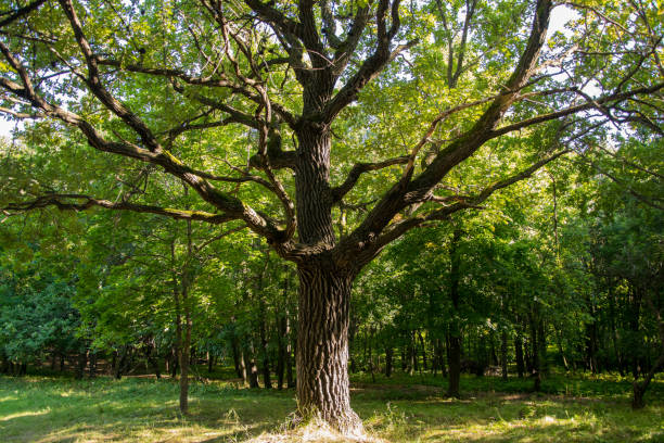 istock a lonely wide tree with foliage in the background 1395836937