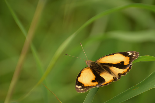 Junonia hierta, the yellow pansy, is a species of nymphalid butterfly found in the Palaeotropics. It is usually seen in open scrub and grassland habitats.