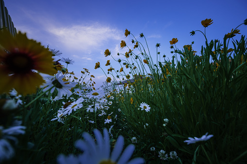 a large field of daisies. background with white flowers.