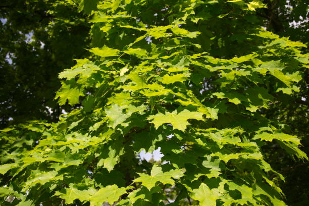 istock Plant a tree, young maple, maple leaves, green color. A young maple leaf in a sunny summer forest. 1395843370