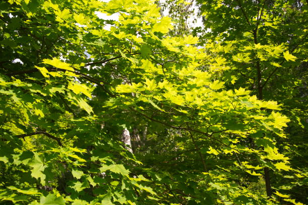 istock Plant a tree, young maple, maple leaves, green color. A young maple leaf in a sunny summer forest. 1395843379