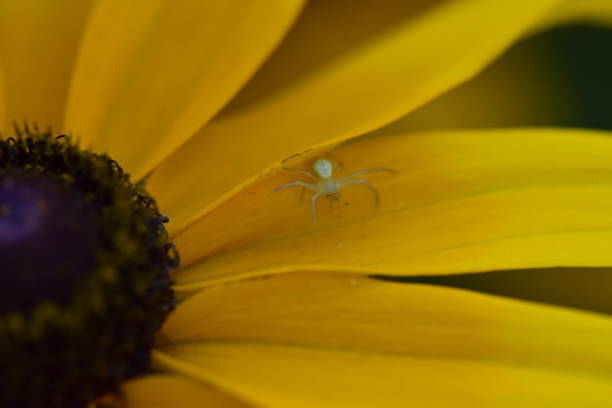 Orange yellow in nature as a background. Close-up