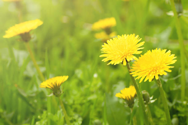 istock yellow flowers dandelions in a meadow macro 1395845040
