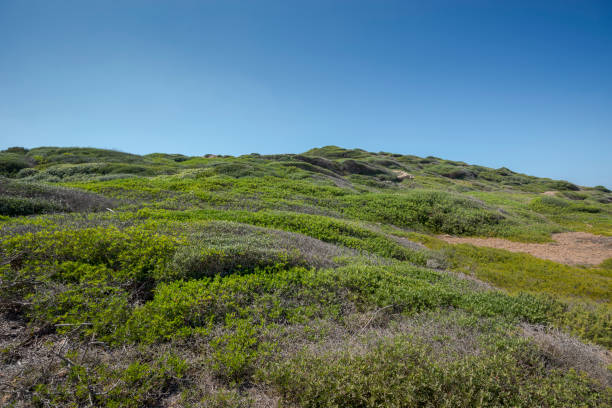 Mediterranean shrublands next to Cala Morts, in the municipality Es Mercadal, Menorca, Balearic Islands, Spain