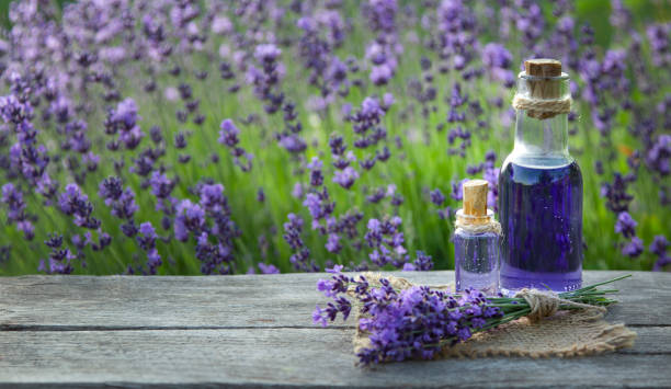 Essential oil bottle oil and lavender flowers field stock photo
