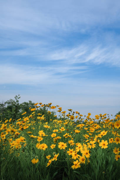 l'erba è piena di fiori gialli - honey abstract photography composition foto e immagini stock