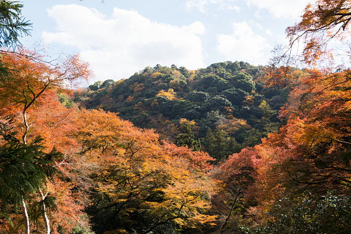 Minoh in autumn in Osaka