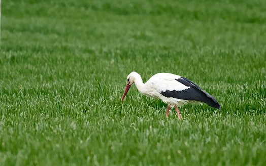 White stork (Ciconia ciconia) with a common vole (Microtus arvalis) in its beak. Bird while hunting for food. Wild scene from nature. Birds help reduce rodents in the fields
