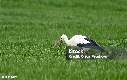 istock White stork Ciconia ciconia with a common vole Microtus arvalis in its beak. Bird while hunting for food. Wild scene from nature. Birds help reduce rodents in the fields. 1395848270