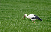 istock White stork Ciconia ciconia with a common vole Microtus arvalis in its beak. Bird while hunting for food. Wild scene from nature. Birds help reduce rodents in the fields. 1395848270