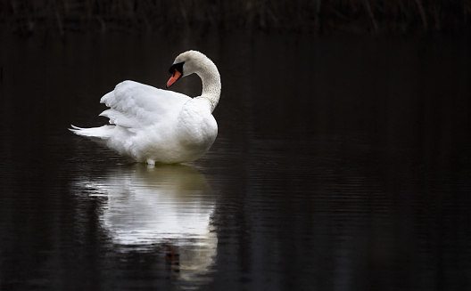 El cisne blanco flota en el agua. ave aislada sobre negro photo