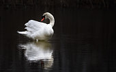 istock White swan floats in water. bird isolated over black 1395848274
