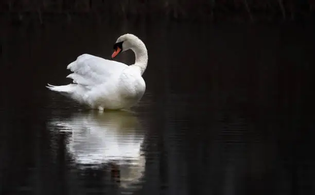 Photo of White swan floats in water. bird isolated over black
