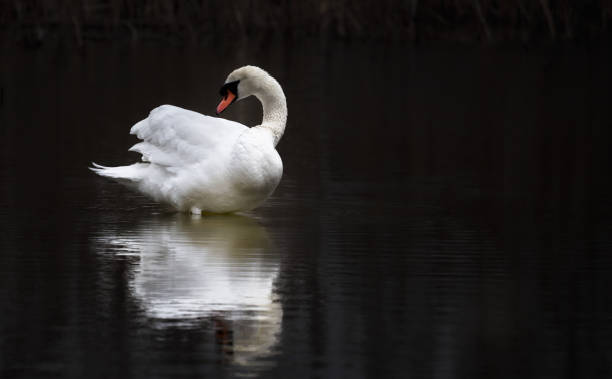 white swan floats in water. bird isolated over black - 天鵝 個照片及圖片檔